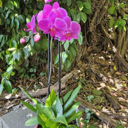 Tropical Purplely Pink Orchid Garden