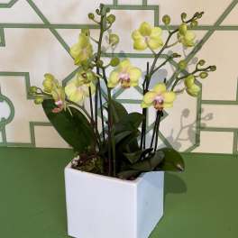 Yellow orchid plant in a white square pot