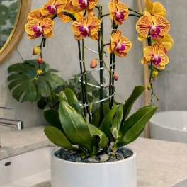 Maison Orchid Miami