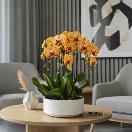Modern Orchid Miami