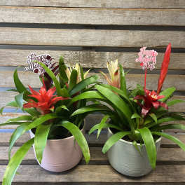 Mini bromeliads