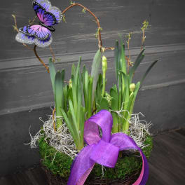 Potted spring bulb arrangement with a purple butterfly decoration and ribbon