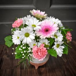 Daisy Daydreams