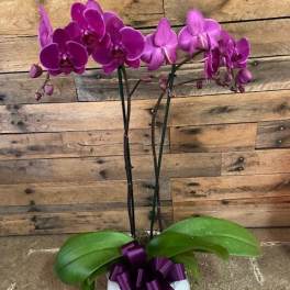 ORCHID
