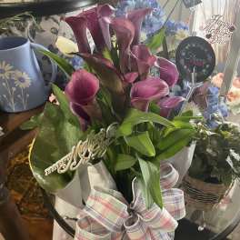 Calla lily Plant