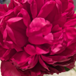 Close-up of a bright fuchsia peony bloom