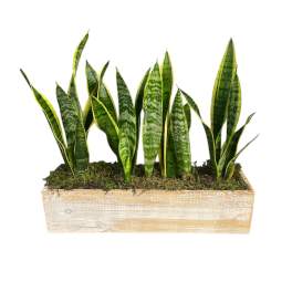 Snake plants arranged in a rectangular wooden planter