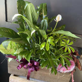 Mixed green houseplants in a rustic wooden planter with a purple ribbon