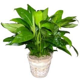 Potted green houseplant in a woven basket planter