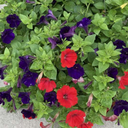 Hanging basket of red and purple petunias