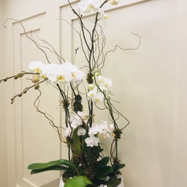 Bloom270
