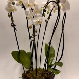 Modern Orchid