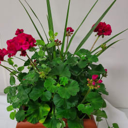 Potted geranium plant with bright pink blooms and long grass-like leaves