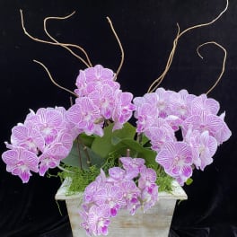 Love pink