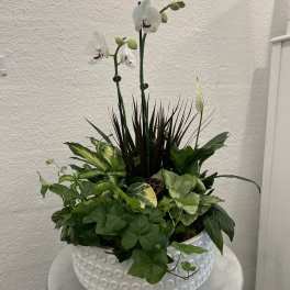 Low white ceramic planter with a white orchid and assorted green houseplants.