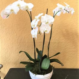 White orchid plant in a white bowl planter