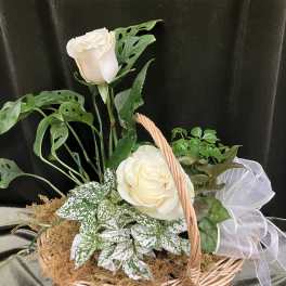 White roses in a wicker basket with assorted green foliage