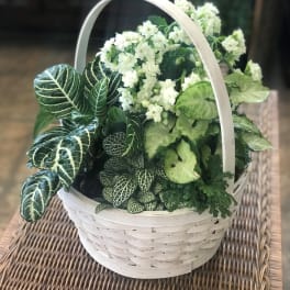 White basket of green houseplants with small white flowers