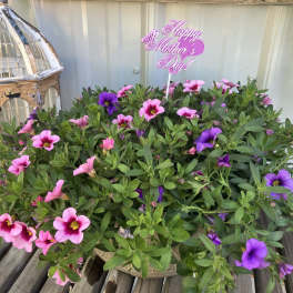Outdoor Planter