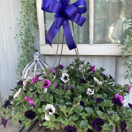 Midnight In the Garden Hanging Basket