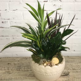 Mixed potted foliage arrangement in a white ceramic planter with shells and stones