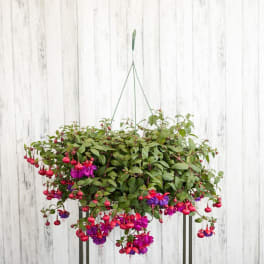 Hanging basket of trailing pink and purple fuchsia flowers