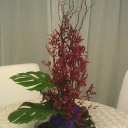 Orchids of Plenty
