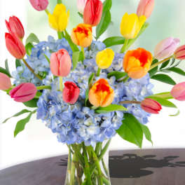 Colorful tulips arranged in a glass vase with blue hydrangeas