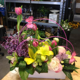 Spring Blooms