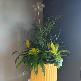 Yellow Plant Mix