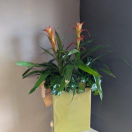 Bromeliads in the garden (tall green vase)