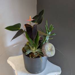 Anthurium + succulents (black pot)
