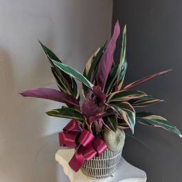 Striking calathea