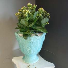 Kalanchoe #805