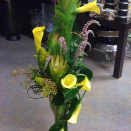 Calla Splender
