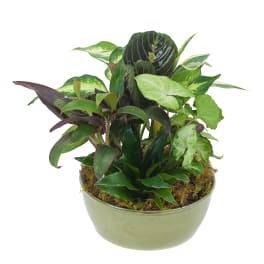 Mixed green houseplant arrangement in a ceramic bowl planter