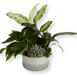 Potted arrangement of green houseplants and succulents in a white planter