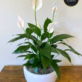 Tall peace lily plant with white blooms in a glossy white pot on a wooden table