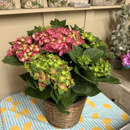Amazing Extra Large Bi Color Hydrangea