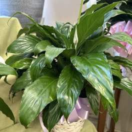 Potted peace lily with white blooms in a woven basket