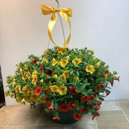 Million Bells Hanging Basket
