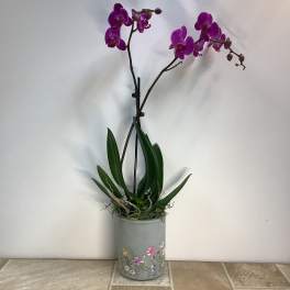 Potted purple orchid with long stems in a decorated container