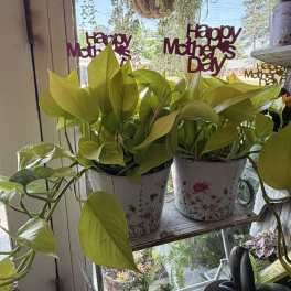 Neon Pothos Vine