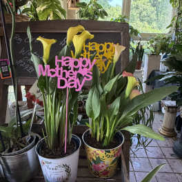 Mom's Calla Planter