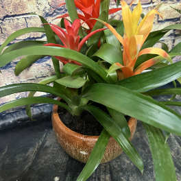 Potted bromeliad plant with red and yellow blooms
