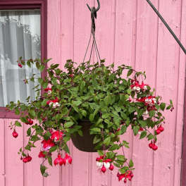 Hanging basket of red and white fuchsia flowers against a pink wall