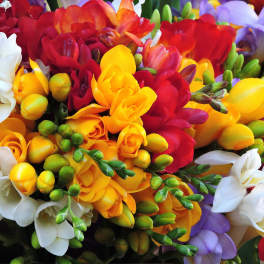 Bright mixed bouquet of freesia in red, yellow, white, and purple