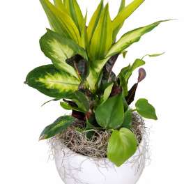 Plant Garden