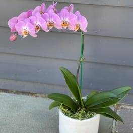 Premium Color Orchids