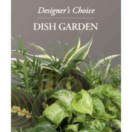 Assorted green houseplants with variegated leaves